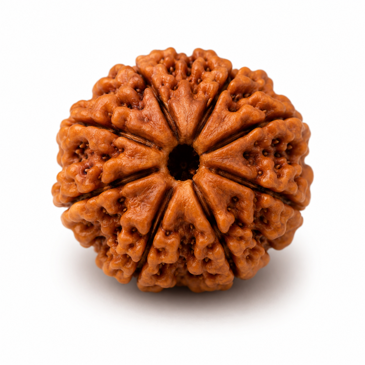 10 Mukhi